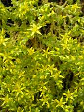 Sedum acre Sedum acre