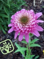 Echinacea purpurea ´Soutern Belle´