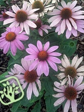 Echinacea purpurea 'Prairie Splendor' 