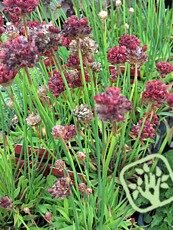 Armeria pseudarmeria 'Ballerina Red'