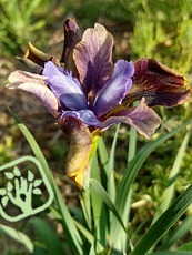 Iris sibirica ´Black Jocker´