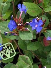 Ceratostigma plumbaginoides