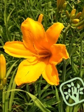 Hemerocallis x hybrida´Aten´ 