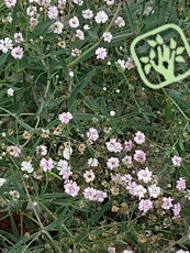 Gypsophylla hybrida´Rosenschleier´