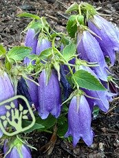 Campanula hybrida´Campanello Blue´