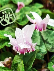 Cyclamen coum ´Album´