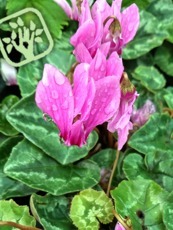 Cyclamen coum