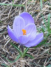 Crocus x hybrida ´Blue Pearl´