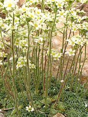 Saxifraga ´Minutissima´ 