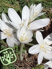 Colchicum autumnale ´Album´