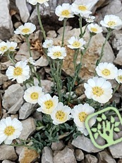 Achillea ageratifolia