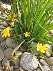 Sisyrinchium californicum 