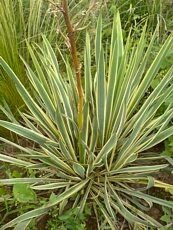 Yucca filamentosa ´Golden Edge´