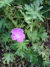 Geranium himalayense