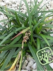 Ophiopogon japonicus ´Nana´