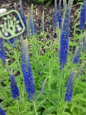 Veronica spicata 