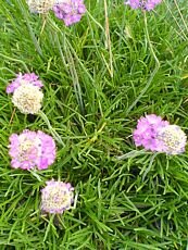 Armeria maritima´Rosea´