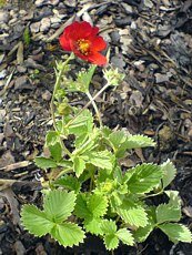 Potentilla atrosanguinea