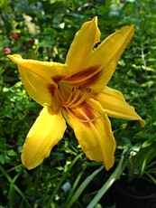 Hemerocallis x hybrida´Bonanza´ Hemerocallis x hybrida´Bonanza´