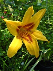 Hemerocallis x hybrida´Bonanza´ 