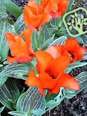 Tulipa ´Julius Caesar´ - Greigii hybrid