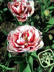 Tulipa ´Gerbrand Kieft´ - Double late hybrid