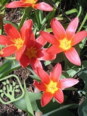 Tulipa ´Shakespeare´ - Kaufmanniana hybrid