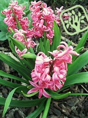 Hyacinthus ´Amsterdam´ 