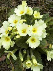 Primula vulgaris