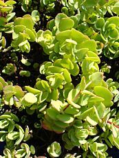 Sedum ewersii 