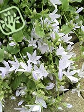 Campanula garganica ´Alba´