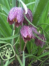 Fritilaria meleagris 