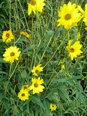 Heliopsis helianthoides 