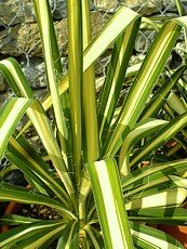 Yucca filamentosa ´Garland Gold´