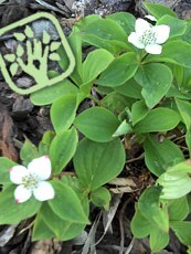 Cornus canadensis