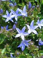 Campanula garganica