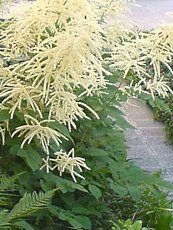 Aruncus dioicus