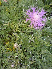 Centaurea pulcherrima