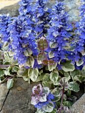 Ajuga reptans ´Variegata´