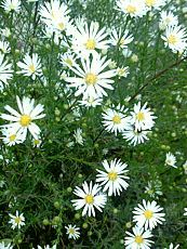 Aster ericoides ´Schneetanne´