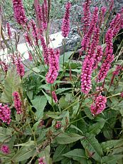 Persicaria amplexicaulis´Firetail´