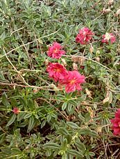 Helianthemum hybridum