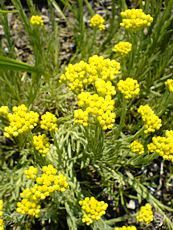 Helichrysum hybridum