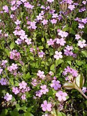 Gypsophylla repens´Rosa Schonheit´