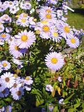 Aster novi- belgii