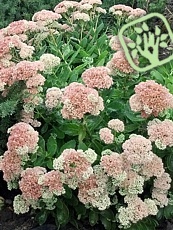 Sedum spectabile 