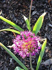 Allium stipitatum