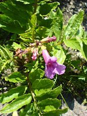 Incarvillea delavayi