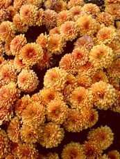 Chrysanthemum x hortorum ´Mandarine´ 