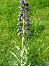 Fritilaria persica 